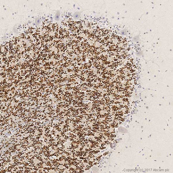 Immunohistochemistry (Formalin/PFA-fixed paraffin-embedded sections) - Anti-PAX6 antibody [EPR15858] - BSA and Azide free (AB233027)