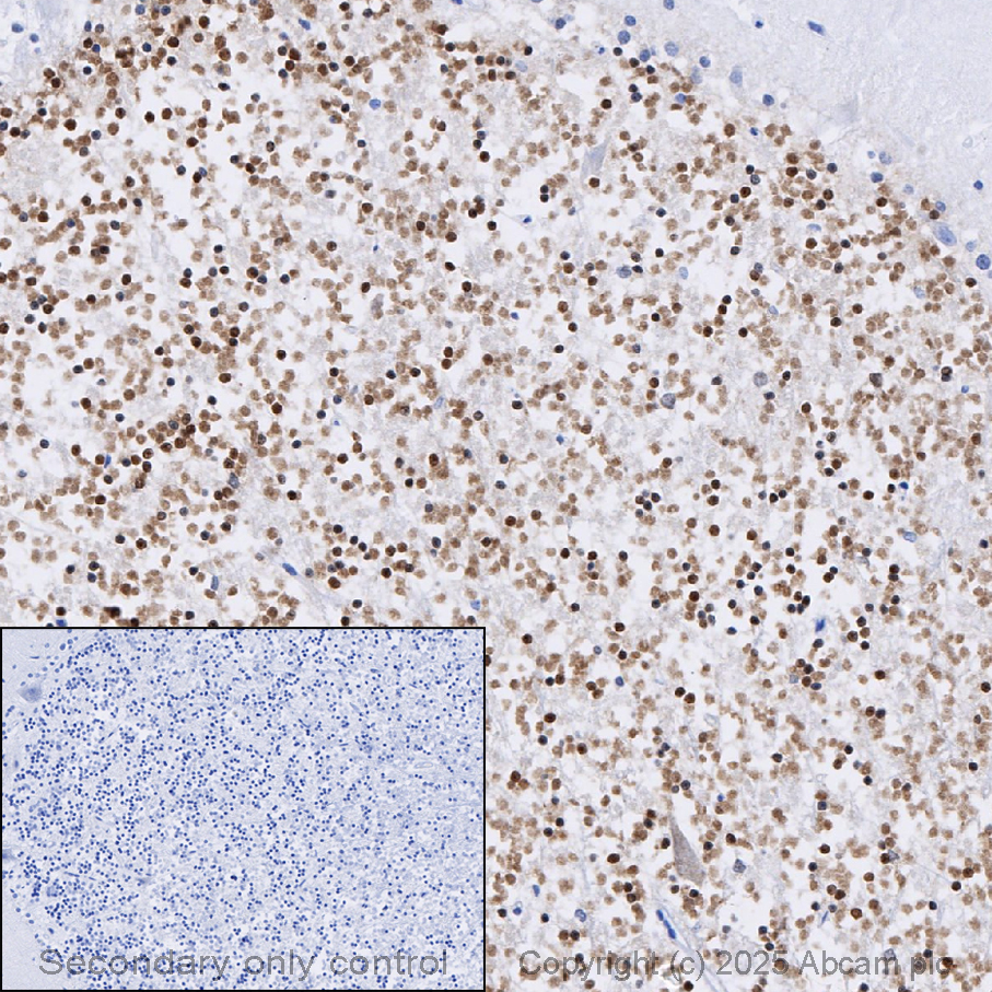 Immunohistochemistry (Formalin/PFA-fixed paraffin-embedded sections) - Anti-PAX6 antibody [EPR15858] - BSA and Azide free (AB233027)