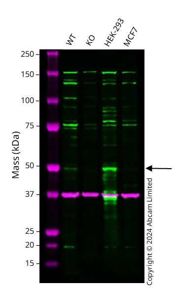 Western blot - Anti-PAX6 antibody [EPR15858] - BSA and Azide free (AB233027)