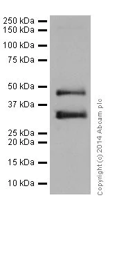 Western blot - Anti-PAX6 antibody [EPR15858] - BSA and Azide free (AB233027)