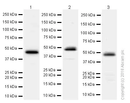 Western blot - Anti-PAX6 antibody [EPR3352(2)] (AB109233)