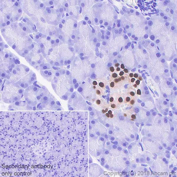 Immunohistochemistry (Formalin/PFA-fixed paraffin-embedded sections) - Anti-PAX6 antibody [EPR3352(2)] - BSA and Azide free (AB238149)