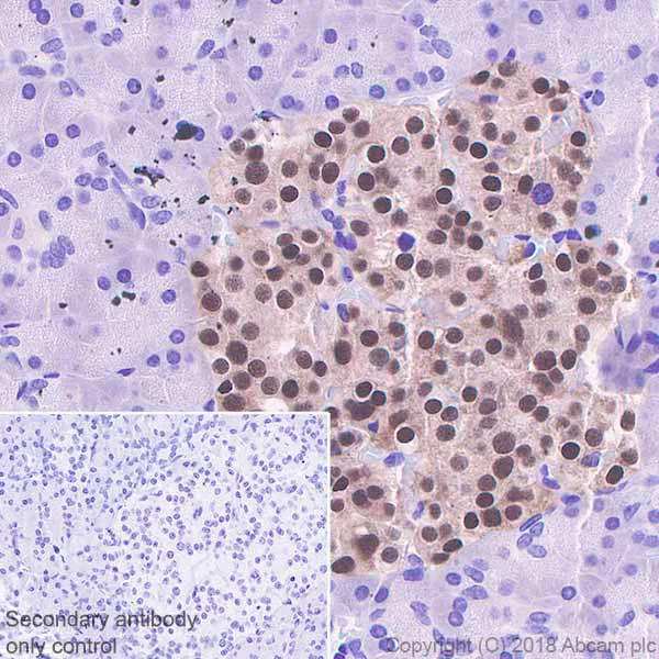 Immunohistochemistry (Formalin/PFA-fixed paraffin-embedded sections) - Anti-PAX6 antibody [EPR3352(2)] - BSA and Azide free (AB238149)