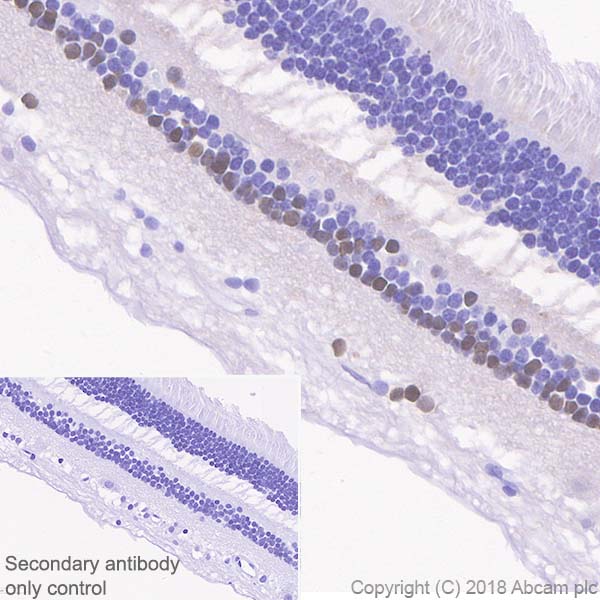 Immunohistochemistry (Formalin/PFA-fixed paraffin-embedded sections) - Anti-PAX6 antibody [EPR3352(2)] - BSA and Azide free (AB238149)