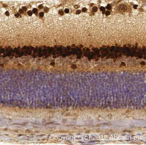 Immunohistochemistry (Formalin/PFA-fixed paraffin-embedded sections) - Anti-PAX6 antibody [EPR3352(2)] - BSA and Azide free (AB238149)