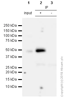 Immunoprecipitation - Anti-PAX6 antibody [EPR3352(2)] - BSA and Azide free (AB238149)