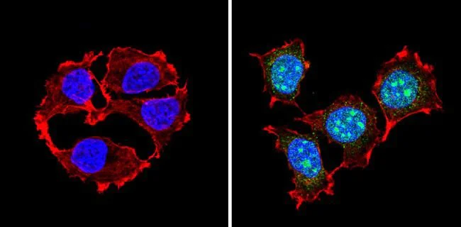 Immunocytochemistry/ Immunofluorescence - Anti-PAX7 antibody (AB187339)