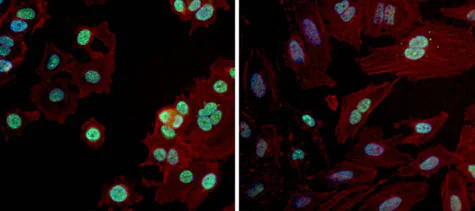 Immunocytochemistry/ Immunofluorescence - Anti-PAX7 antibody (AB187339)
