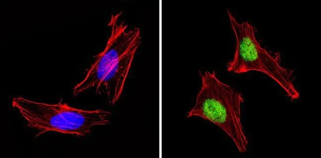 Immunocytochemistry/ Immunofluorescence - Anti-PAX7 antibody (AB187339)