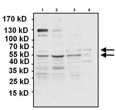 Western blot - Anti-PAX7 antibody (AB187339)
