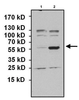 Western blot - Anti-PAX7 antibody (AB187339)