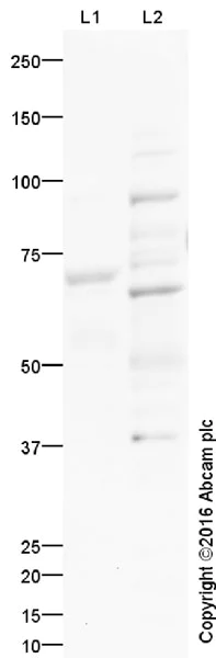 Western blot - Anti-PAX7 antibody (AB34360)