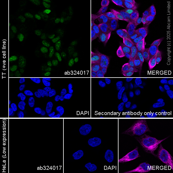 Immunocytochemistry/ Immunofluorescence - Anti-PAX7 antibody [EPR30466-531] (ab324017), expandable thumbnail