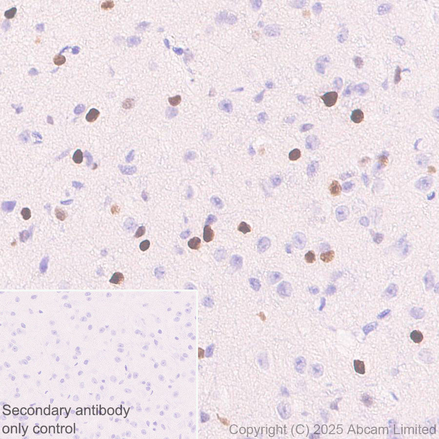 Immunohistochemistry (Formalin/PFA-fixed paraffin-embedded sections) - Anti-PAX7 antibody [EPR30466-531]  - BSA and Azide free (ab324018), expandable thumbnail
