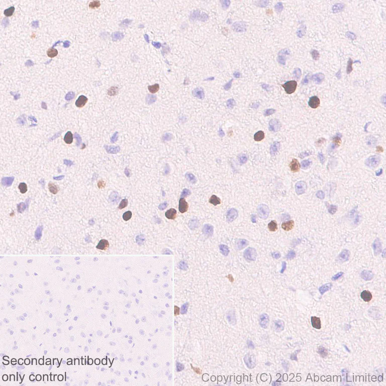 Immunohistochemistry (Formalin/PFA-fixed paraffin-embedded sections) - Anti-PAX7 antibody [EPR30466-531] - BSA and Azide free (AB324018)