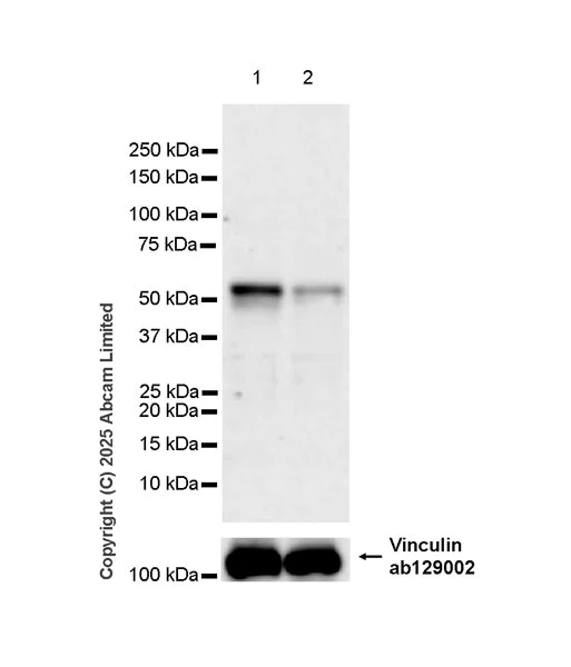 Western blot - Anti-PAX7 antibody [EPR30466-531] - BSA and Azide free (AB324018)