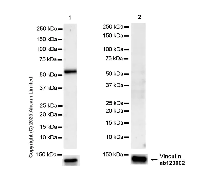 Western blot - Anti-PAX7 antibody [EPR30466-531] - BSA and Azide free (AB324018)