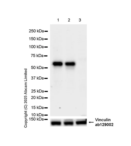 Western blot - Anti-PAX7 antibody [EPR30466-531] - BSA and Azide free (AB324018)