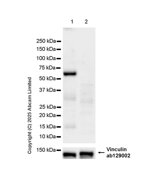 Western blot - Anti-PAX7 antibody [EPR30466-531] - BSA and Azide free (AB324018)