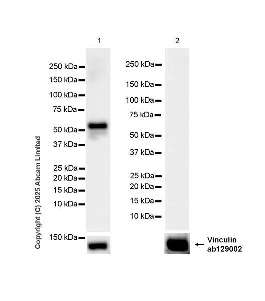 Western blot - Anti-PAX7 antibody [EPR30466-531] - BSA and Azide free (AB324018)