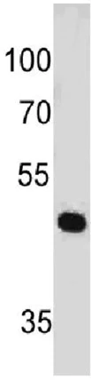Western blot - Anti-PAX7 antibody [PAX7/497] - BSA and Azide free (AB212697)