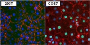 Immunocytochemistry/ Immunofluorescence - Anti-PAX8 antibody [1F8-3A8] (AB183573), expandable thumbnail