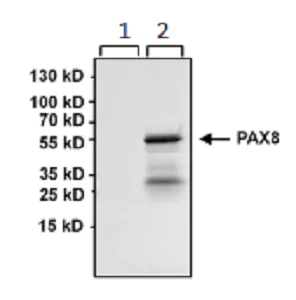 Western blot - Anti-PAX8 antibody [1F8-3A8] (AB183573)
