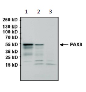 Western blot - Anti-PAX8 antibody [1F8-3A8] (AB183573), expandable thumbnail