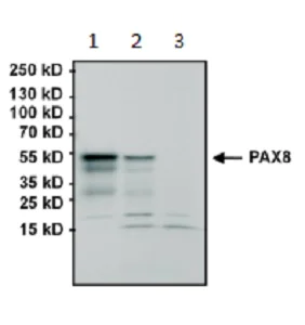 Western blot - Anti-PAX8 antibody [1F8-3A8] (AB183573)
