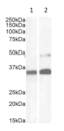 Western blot - Anti-PAX8 antibody (AB13611)