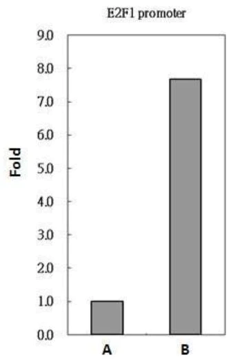 ChIP - Anti-PAX8 antibody (AB97477)
