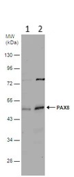 Western blot - Anti-PAX8 antibody (AB97477)