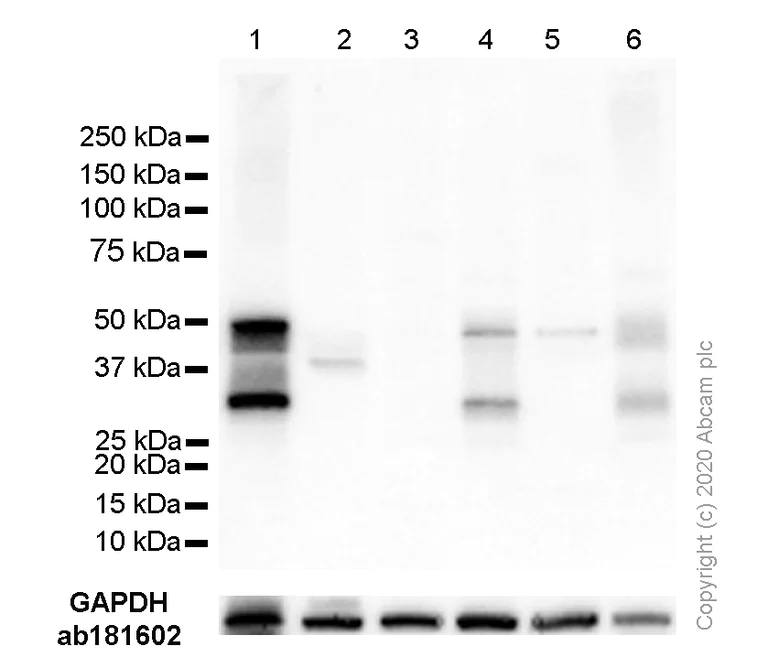 Western blot - Anti-PAX8 antibody [EPR13510] (AB181054)