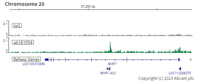 ChIC/CUT&RUN sequencing - Anti-PAX8 antibody [EPR13510] - BSA and Azide free (AB250312)