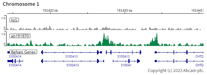 ChIC/CUT&RUN sequencing - Anti-PAX8 antibody [EPR18715] (AB191870)