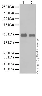 Western blot - Anti-PAX8 antibody [EPR18715] (AB191870)
