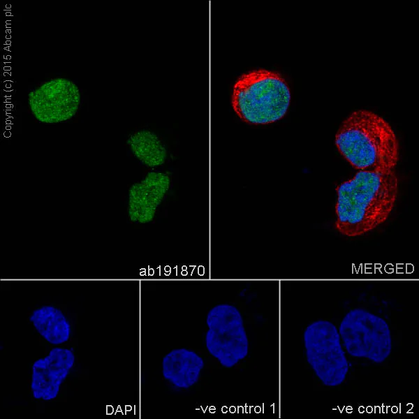 Immunocytochemistry/ Immunofluorescence - Anti-PAX8 antibody [EPR18715] - BSA and Azide free (AB246332)