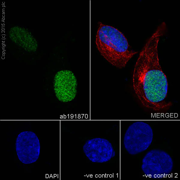 Immunocytochemistry/ Immunofluorescence - Anti-PAX8 antibody [EPR18715] - BSA and Azide free (AB246332)