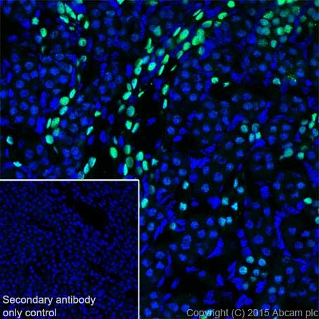 Immunohistochemistry (Frozen sections) - Anti-PAX8 antibody [EPR18715] - BSA and Azide free (AB246332), expandable thumbnail