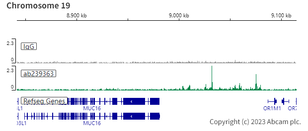 ChIC/CUT&RUN sequencing - Anti-PAX8 antibody [EPR23508-20] (ab239363), expandable thumbnail