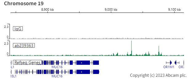 ChIC/CUT&RUN sequencing - Anti-PAX8 antibody [EPR23508-20] (AB239363)