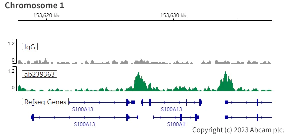 ChIC/CUT&RUN sequencing - Anti-PAX8 antibody [EPR23508-20] (AB239363)