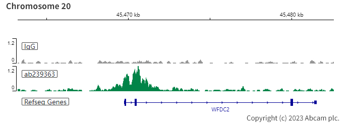 ChIC/CUT&RUN sequencing - Anti-PAX8 antibody [EPR23508-20] (ab239363), expandable thumbnail