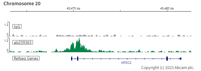 ChIC/CUT&RUN sequencing - Anti-PAX8 antibody [EPR23508-20] (AB239363)