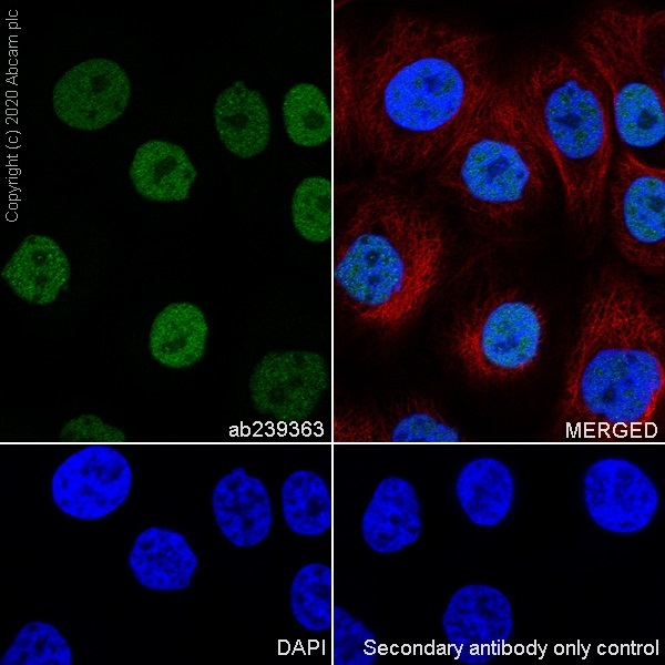 Immunocytochemistry/ Immunofluorescence - Anti-PAX8 antibody [EPR23508-20] (ab239363), expandable thumbnail