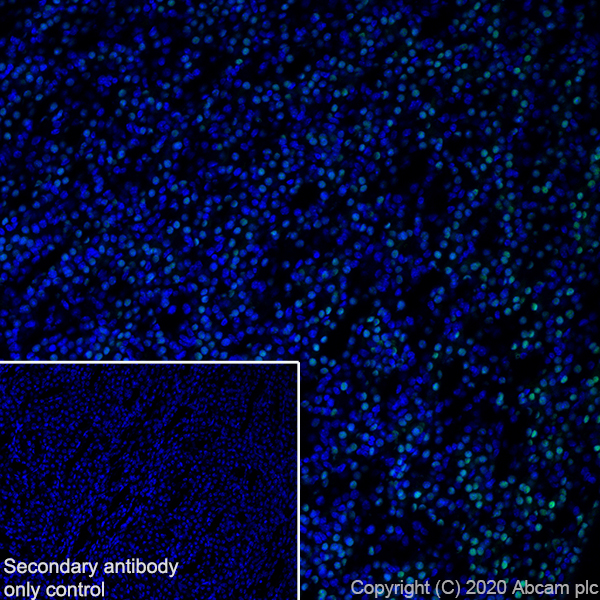 Immunohistochemistry (Frozen sections) - Anti-PAX8 antibody [EPR23508-20] (AB239363), expandable thumbnail