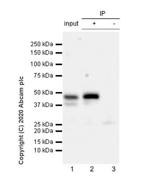 Immunoprecipitation - Anti-PAX8 antibody [EPR23508-20] (AB239363), expandable thumbnail