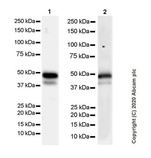 Western blot - Anti-PAX8 antibody [EPR23508-20] (AB239363), expandable thumbnail