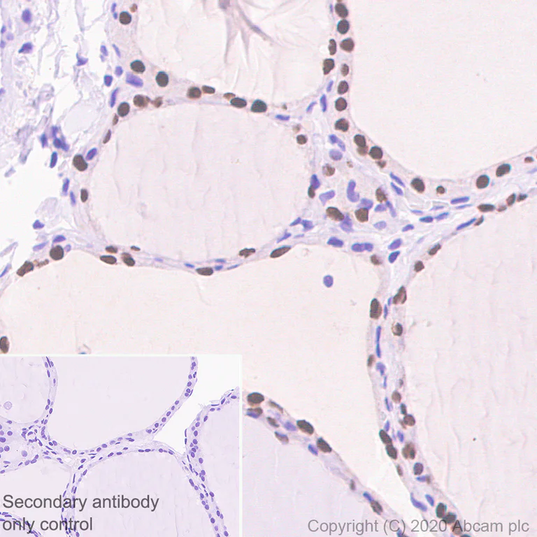 Immunohistochemistry (Formalin/PFA-fixed paraffin-embedded sections) - Anti-PAX8 antibody [EPR23508-20] - BSA and Azide free (AB275259)