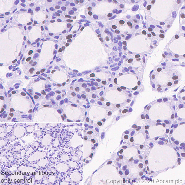 Immunohistochemistry (Formalin/PFA-fixed paraffin-embedded sections) - Anti-PAX8 antibody [EPR23508-20] - BSA and Azide free (AB275259)